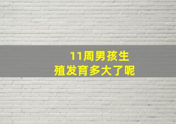 11周男孩生殖发育多大了呢