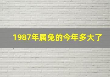 1987年属兔的今年多大了