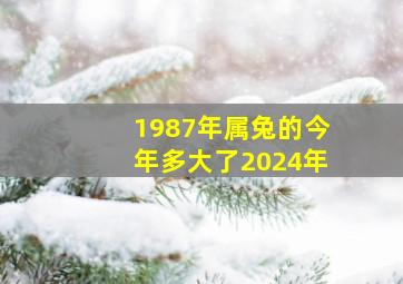 1987年属兔的今年多大了2024年