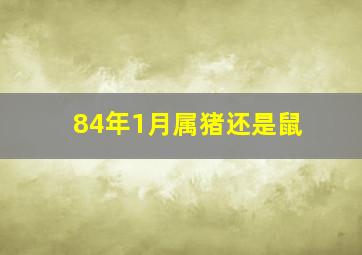 84年1月属猪还是鼠