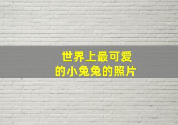 世界上最可爱的小兔兔的照片