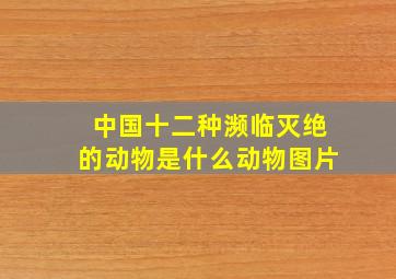 中国十二种濒临灭绝的动物是什么动物图片