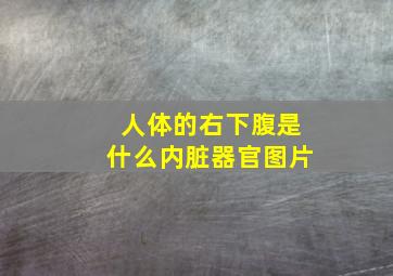 人体的右下腹是什么内脏器官图片