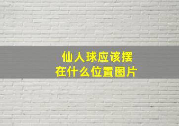 仙人球应该摆在什么位置图片