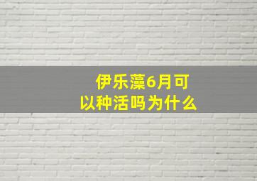 伊乐藻6月可以种活吗为什么