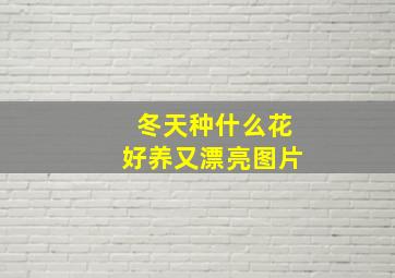 冬天种什么花好养又漂亮图片