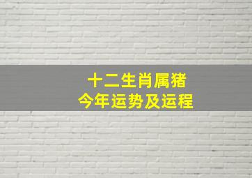 十二生肖属猪今年运势及运程