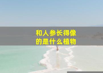 和人参长得像的是什么植物