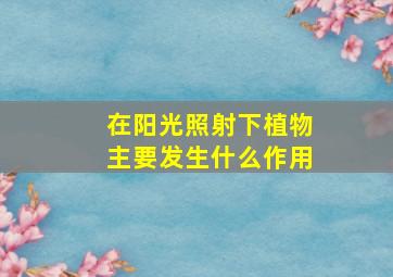 在阳光照射下植物主要发生什么作用