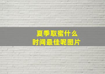 夏季取蜜什么时间最佳呢图片