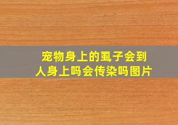 宠物身上的虱子会到人身上吗会传染吗图片