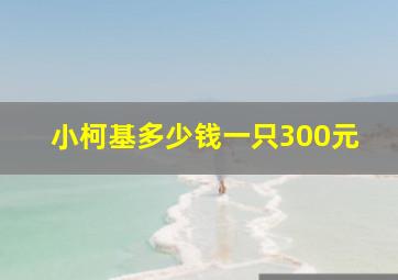 小柯基多少钱一只300元