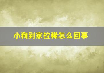 小狗到家拉稀怎么回事