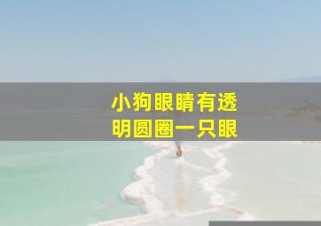 小狗眼睛有透明圆圈一只眼