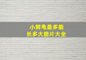 小鳄龟最多能长多大图片大全