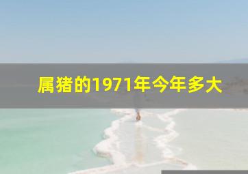 属猪的1971年今年多大