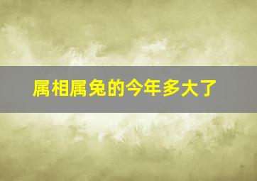 属相属兔的今年多大了