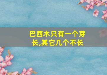 巴西木只有一个芽长,其它几个不长