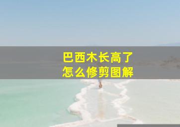 巴西木长高了怎么修剪图解