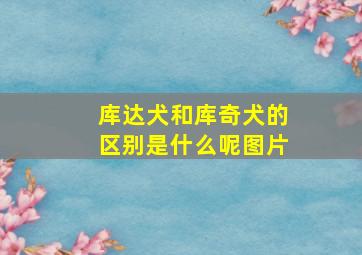 库达犬和库奇犬的区别是什么呢图片