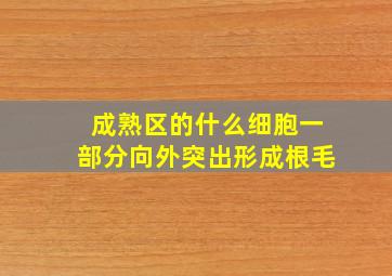 成熟区的什么细胞一部分向外突出形成根毛