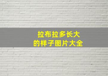 拉布拉多长大的样子图片大全