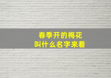 春季开的梅花叫什么名字来着