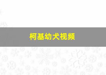 柯基幼犬视频