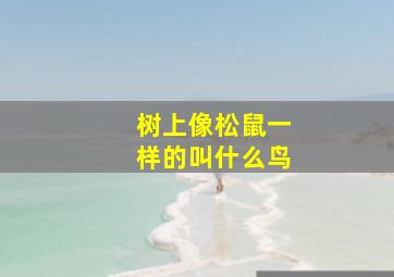 树上像松鼠一样的叫什么鸟