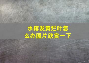 水榕发黄烂叶怎么办图片欣赏一下