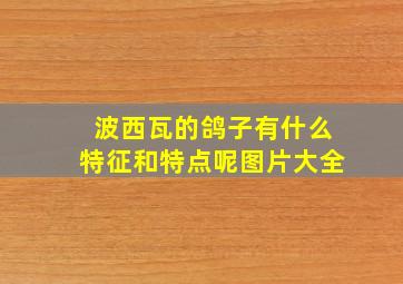 波西瓦的鸽子有什么特征和特点呢图片大全