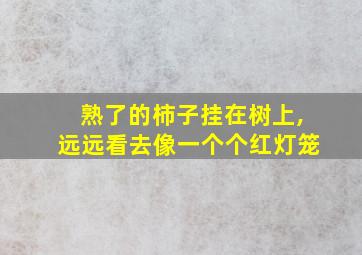 熟了的柿子挂在树上,远远看去像一个个红灯笼