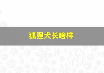 狐狸犬长啥样