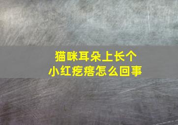 猫咪耳朵上长个小红疙瘩怎么回事