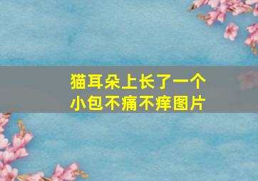 猫耳朵上长了一个小包不痛不痒图片