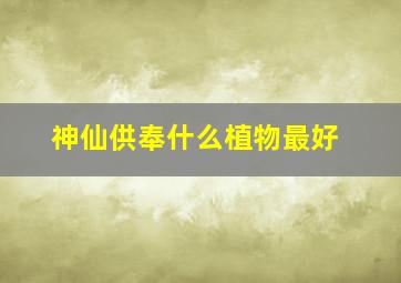 神仙供奉什么植物最好