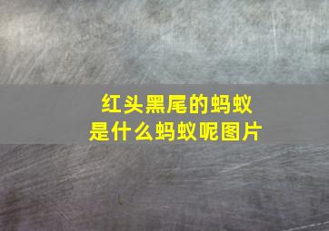 红头黑尾的蚂蚁是什么蚂蚁呢图片