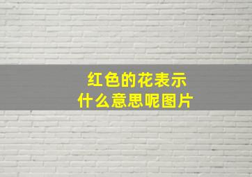 红色的花表示什么意思呢图片