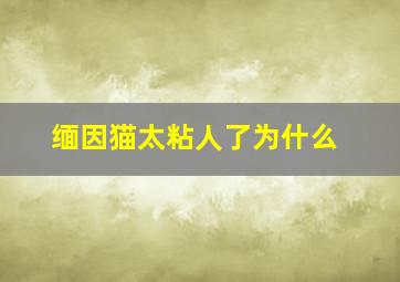 缅因猫太粘人了为什么