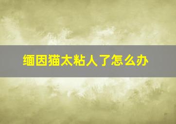 缅因猫太粘人了怎么办