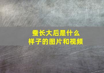 蚕长大后是什么样子的图片和视频