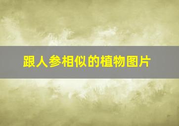 跟人参相似的植物图片