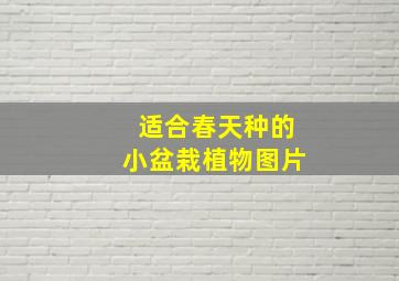 适合春天种的小盆栽植物图片