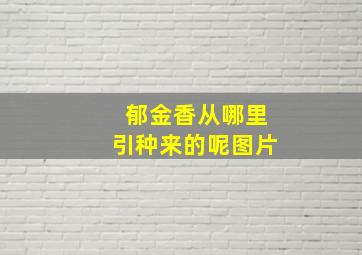 郁金香从哪里引种来的呢图片