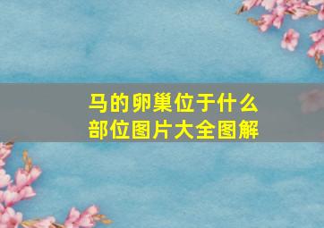 马的卵巢位于什么部位图片大全图解